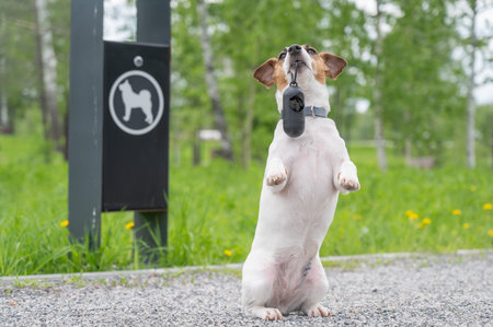 This delightful photograph features a small dog, characterized by its white and brown coat, proudly holding a waste bag dispenser in its mouthの写真素材