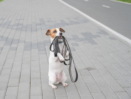 Playful Dog Excitedly Holding Leash in Its Mouthの写真素材