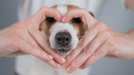 Owner holds her hands in the shape of a heart near the face of her Jack Russell Terrier