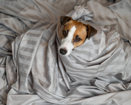 Top view of jack russell terrier dog lying in bedの写真素材