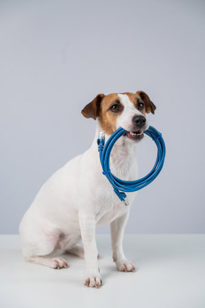 Jack Russell Terrier Dog Holds Internet Cable in Mouthの写真素材