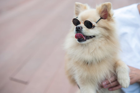 Cute Pomeranian wearing sunglasses on a walk