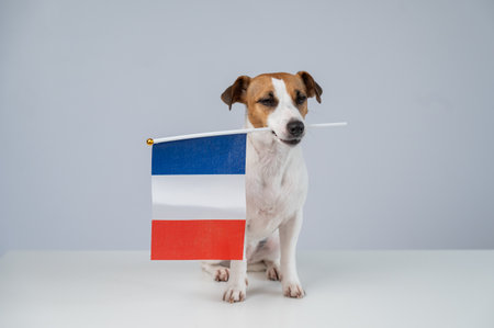 Jack Russell Terrier dog holding a French flag on a white backgroundの写真素材