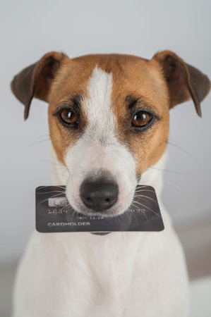 Jack Russell Terrier Dog Holding Credit Card