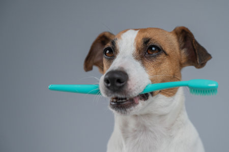 Jack Russell Terrier Dog Holding a Toothbrush in His Mouthの写真素材
