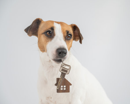 Jack Russell Terrier Dog Holding House Keys on white backgroundの写真素材