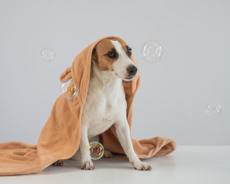 Jack Russell Terrier dog wrapped in towel on white backgroundの写真素材