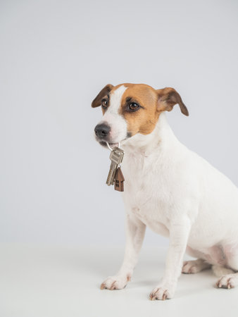 Jack Russell Terrier Dog Holding House Keys on white backgroundの写真素材