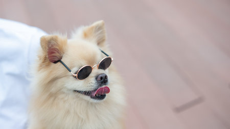 Cute Pomeranian wearing sunglasses on a walkの写真素材