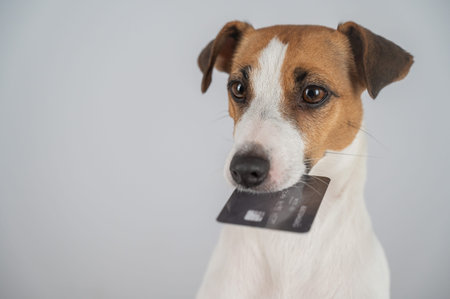Jack Russell Terrier Dog Holding Card