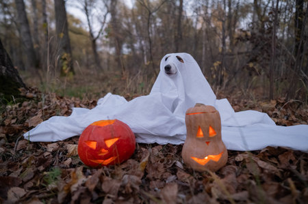 Jack Russell Terrier dog in a ghost costume for Halloween in the woodsの写真素材