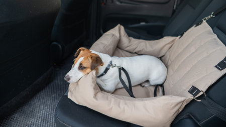 Jack Russell Terrier Dog in a Special Car Seatの写真素材
