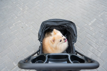 Cute spitz dog in pet stroller outdoorsの写真素材