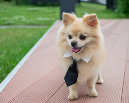 Cute Pomeranian in a tie on a walkの写真素材