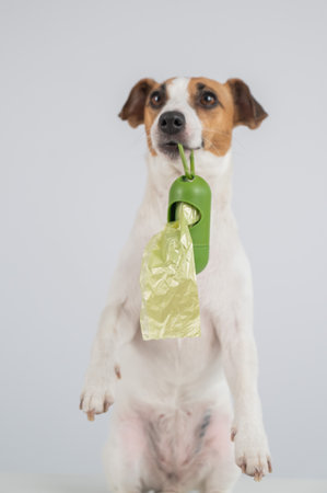 Jack Russell Terrier dog holding container with dog waste bagの写真素材