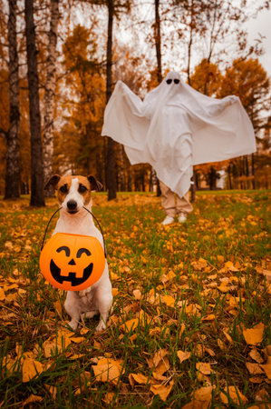 Woman in white sheet and jack russell terrier dog holding jack o latrine in autumn forest. Halloween costume. Vertical photoの写真素材