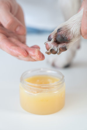 The owner puts wax on the dogs pawsの写真素材