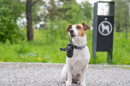 This delightful photograph features a small dog, characterized by its white and brown coat, proudly holding a waste bag dispenser in its mouthの写真素材