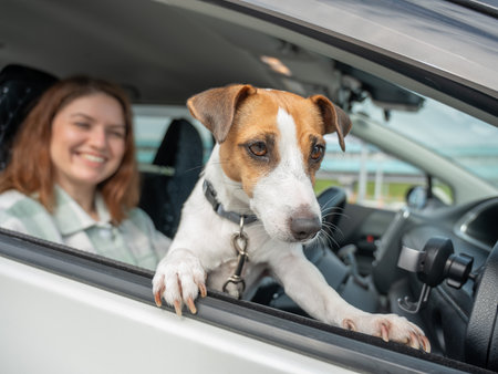 Caucasian woman traveling by car with her dogの写真素材