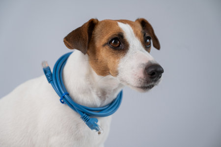 Jack Russell Terrier Dog Holding Internet Wireの写真素材