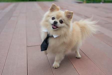 Cute Pomeranian in a tie on a walkの写真素材