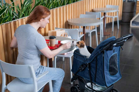 Caucasian woman having lunch in a cafe with her Jack Russell terrier dog in a stroller