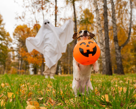 Woman in white sheet and jack russell terrier dog holding jack o latrine in autumn forest. Halloween costumeの写真素材