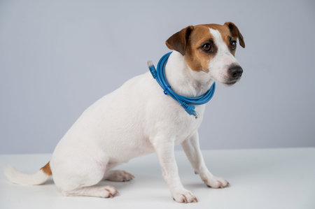 Jack Russell Terrier Dog Holding Internet Wire