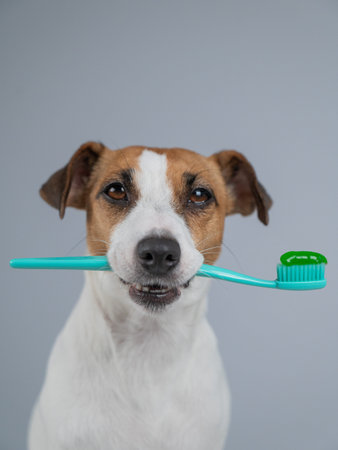 Jack Russell Terrier dog holds toothbrush with toothpaste in mouth