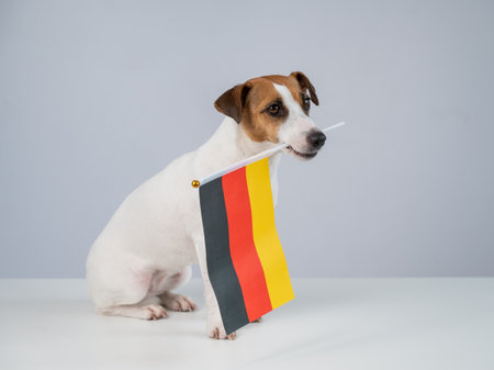 Jack Russell Terrier dog holding a flag on a white backgroundの写真素材