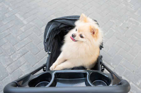 Cute spitz dog in pet stroller outdoorsの写真素材