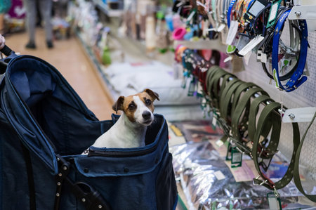 Jack Russell Terrier dog in a stroller in a pet store