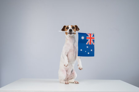 Jack Russell Terrier Dog Holding Australian Flagの写真素材