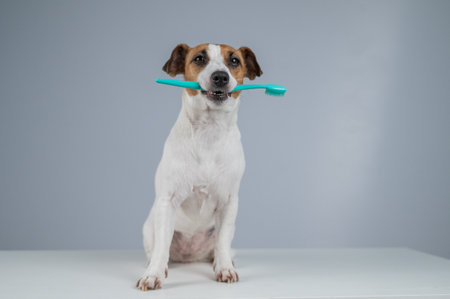 Jack Russell Terrier Dog Holding a Toothbrush in His Mouthの写真素材