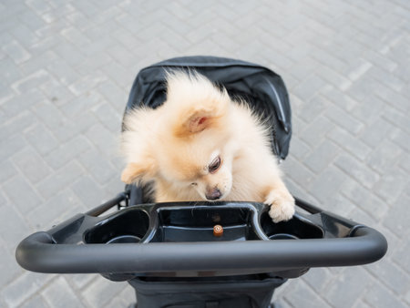 Cute spitz dog in pet stroller outdoorsの写真素材