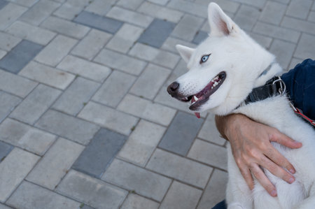 A man hugs his dog on a walk