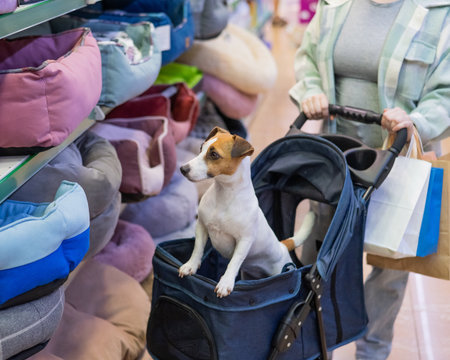 A woman is shopping at a pet store with her Jack Russell Terrier dog in a strollerの写真素材