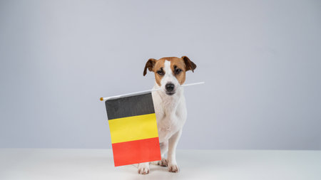 Jack Russell Terrier dog holding a flag on a white backgroundの写真素材