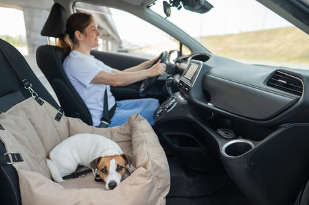 Caucasian woman travels by car with her dog. Jack Russell Terrier in a special car seatの写真素材