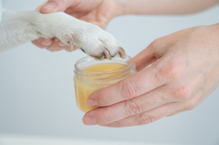 The owner puts wax on the dogs pawsの写真素材