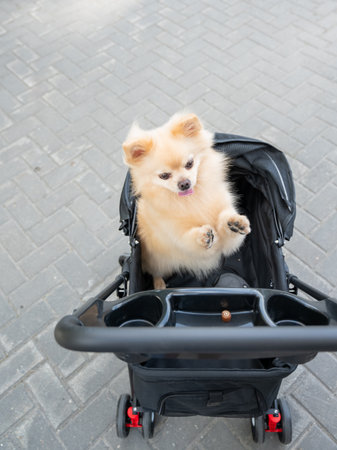 Cute spitz dog in pet stroller outdoorsの写真素材