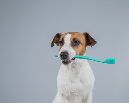 Jack Russell Terrier Dog Holding a Toothbrush in His Mouthの写真素材