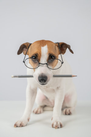 Jack Russell Terrier Dog Wearing Glasses Holds Pencilの写真素材