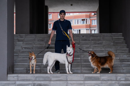 A man walks three different dogsの写真素材