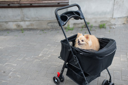 Cute spitz dog in pet stroller outdoorsの写真素材