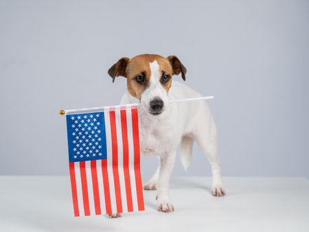 Jack Russell Terrier dog holding US flag on white backgroundの写真素材