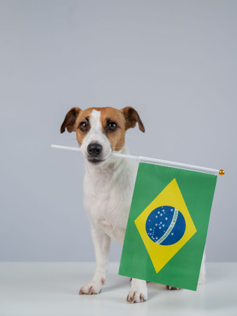 Jack Russell Terrier dog holding a Brazilian flag on a white background