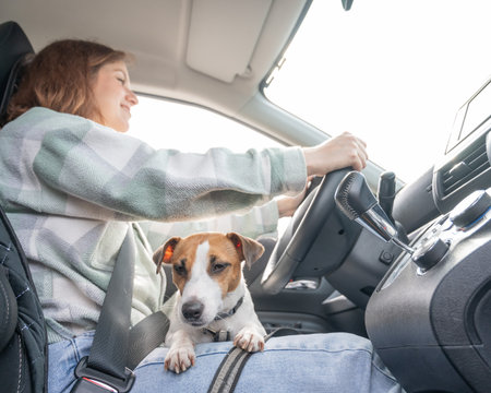 Caucasian woman traveling by car with her dogの写真素材
