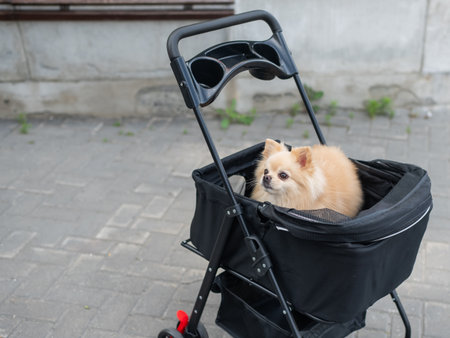 Cute spitz dog in pet stroller outdoorsの写真素材