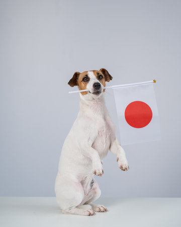 Jack Russell Terrier dog holding a flag on a white backgroundの写真素材